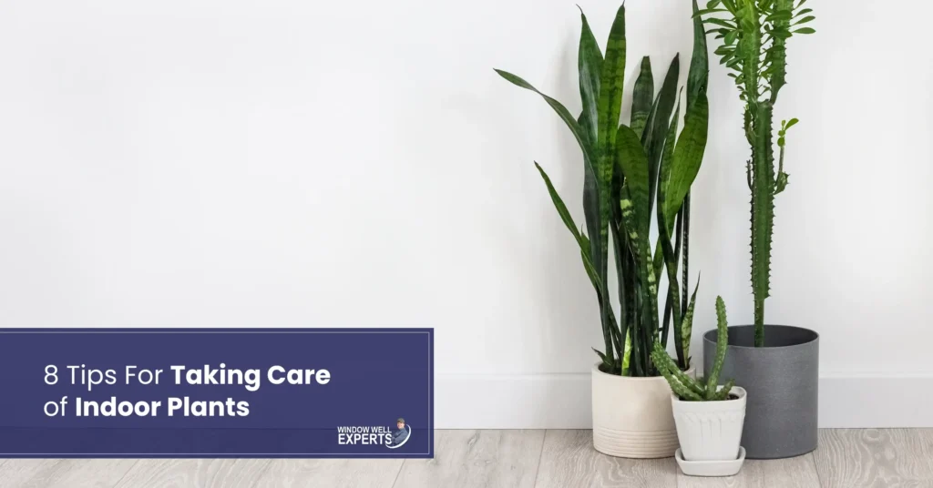 8 Tips For Taking Care of Indoor Plants