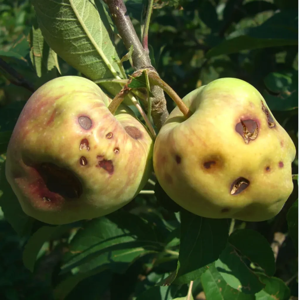 A couple of apples on a tree after hail