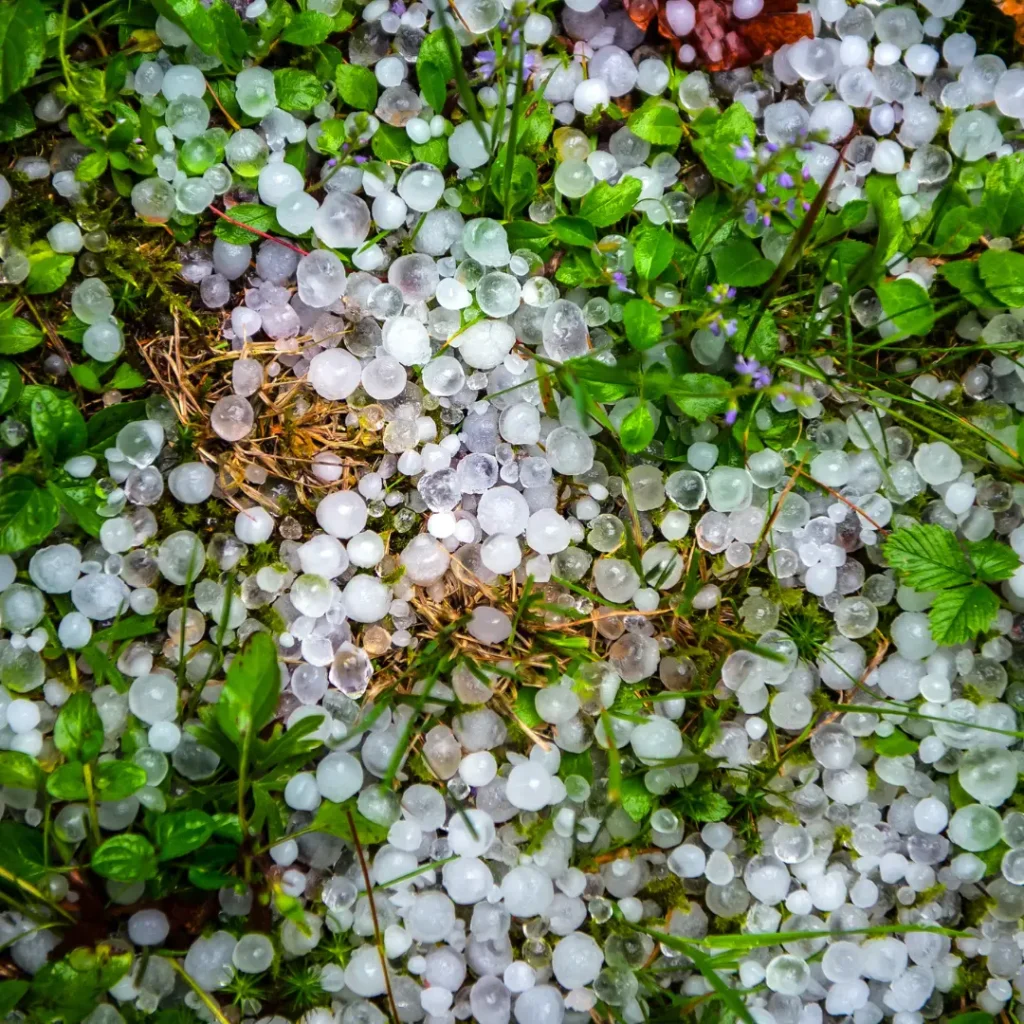 hail in garden