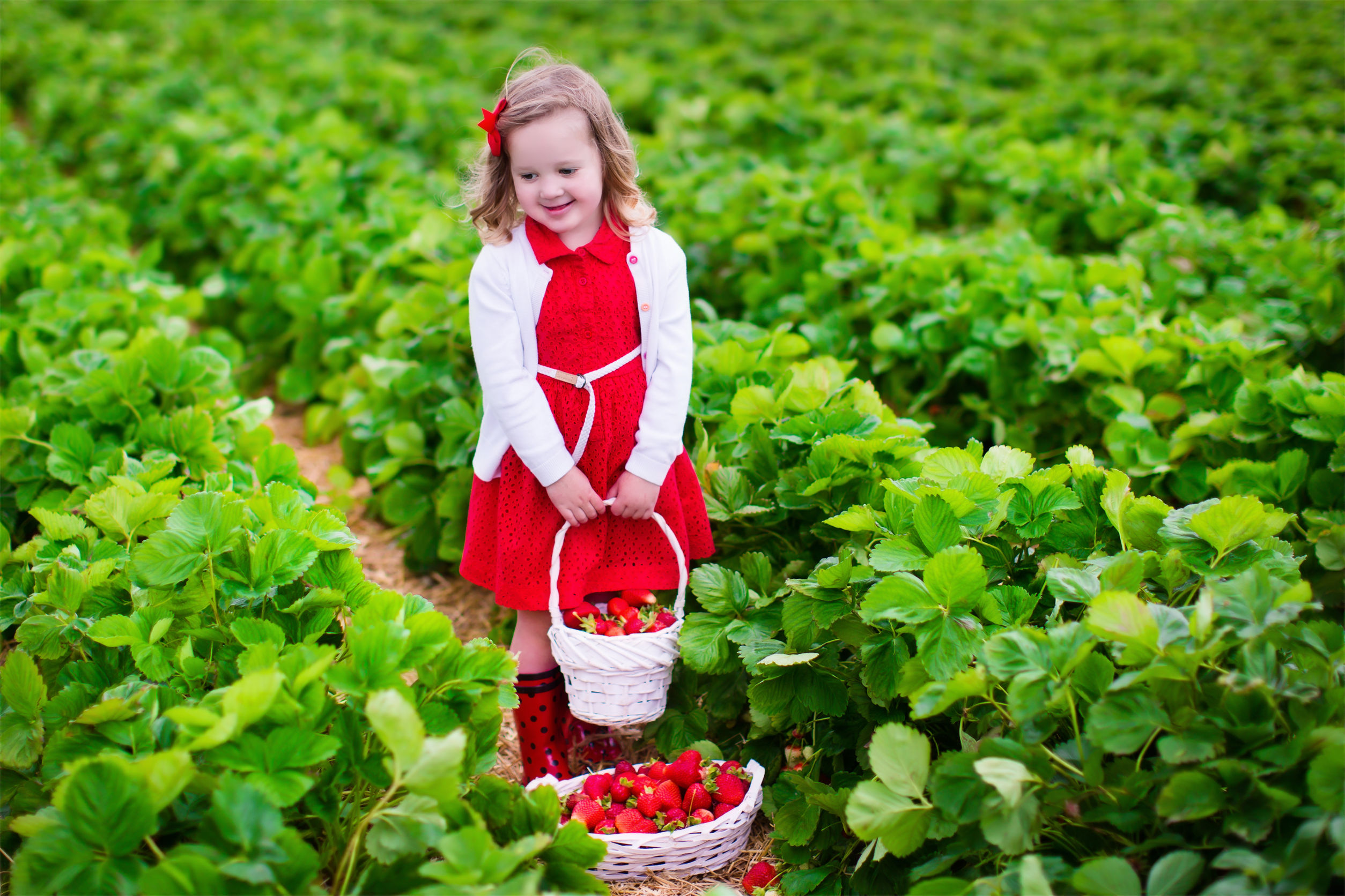child holding a strawberry basket