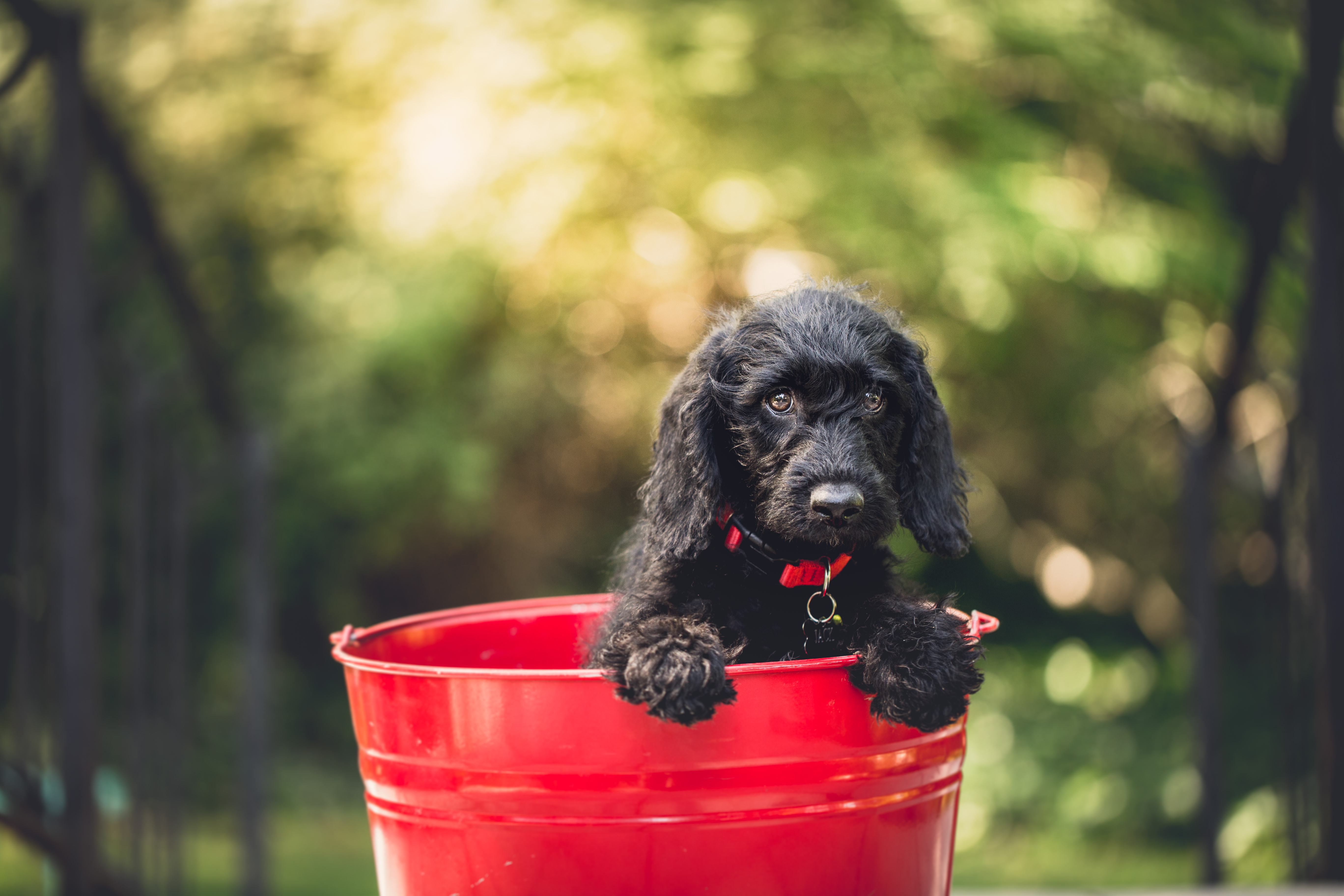 dog in a red bucket