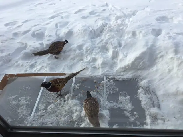 Birds on window well cover with snow