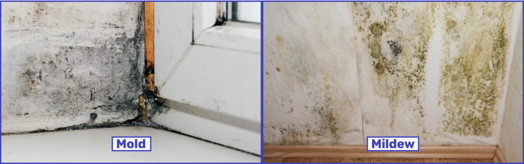 mold and milder comparison image
