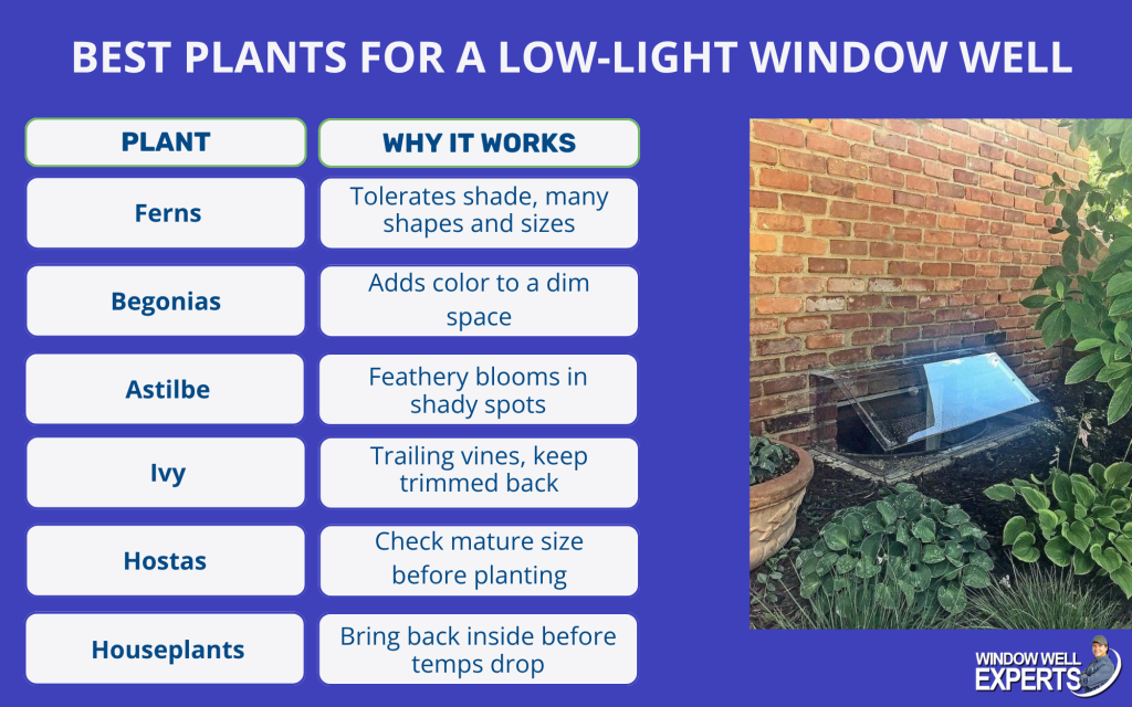 best plants for a low light window well